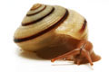 Jeanneretia parraiana depressa Cuba semiadult